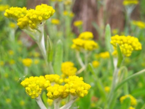ハハコグサとは 特徴や似た花 おすすめの食べ方は Greensnap グリーンスナップ ハハコグサとは 特徴や似た花 おすすめの食べ方は Greensnap グリーンスナップ