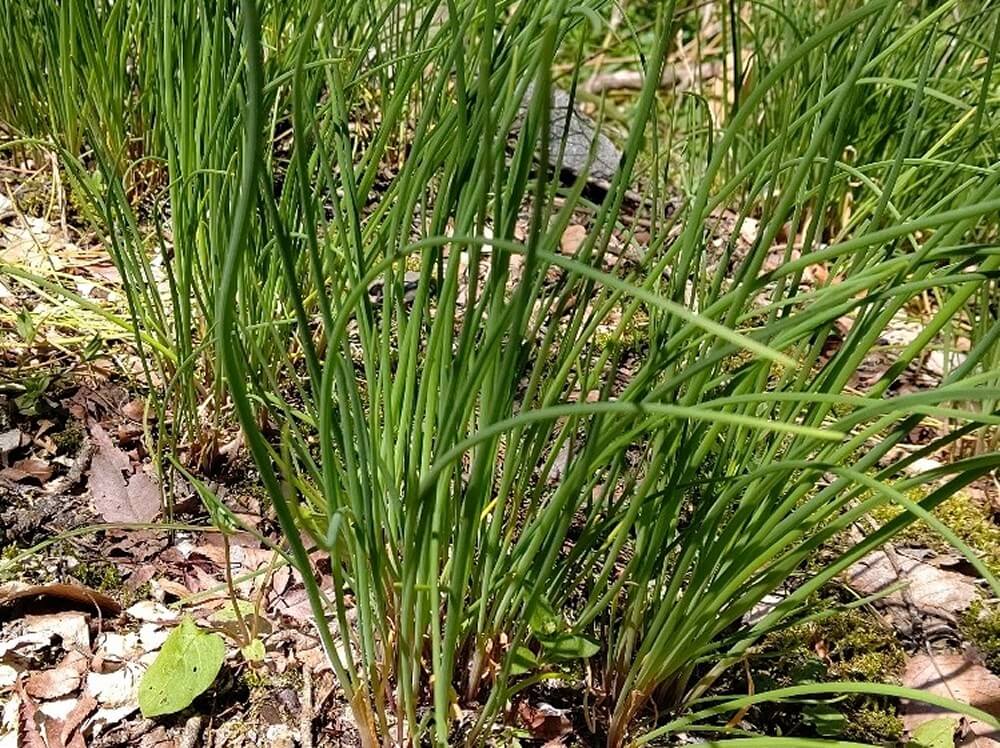 ノビル(野蒜)とは｜花の特徴や上手な採り方、おすすめの食べ方は