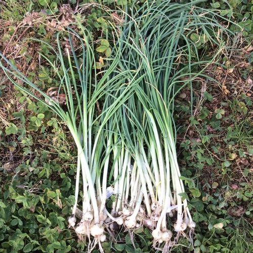 ノビル(野蒜)とは｜花の特徴や上手な採り方、おすすめの食べ方は 
