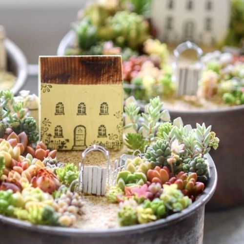 多肉植物の寄せ植えをつくろう！植える種類の組み合わせはどうする 