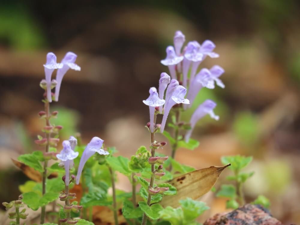 コバノタツナミ