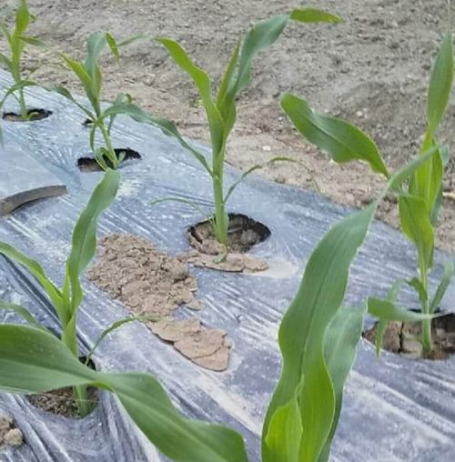 とうもろこしの種類 品種一覧 糖度が高いのはどれ 人気のゴールドラッシュとは Greensnap グリーンスナップ とうもろこしの種類 品種一覧 糖度が高いのはどれ 人気のゴールドラッシュとは Greensnap グリーンスナップ