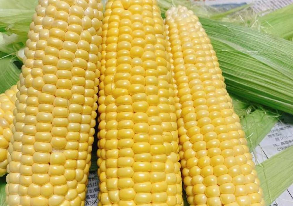 スイートコーン