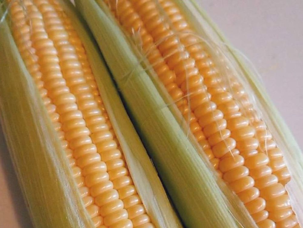 とうもろこし