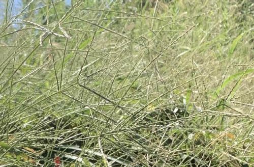 メヒシバとは 駆除や予防方法 オヒシバとの見分け方は Greensnap グリーンスナップ メヒシバとは 駆除や予防方法 オヒシバとの見分け方は Greensnap グリーンスナップ