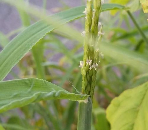 メヒシバとは 駆除や予防方法 オヒシバとの見分け方は Greensnap グリーンスナップ