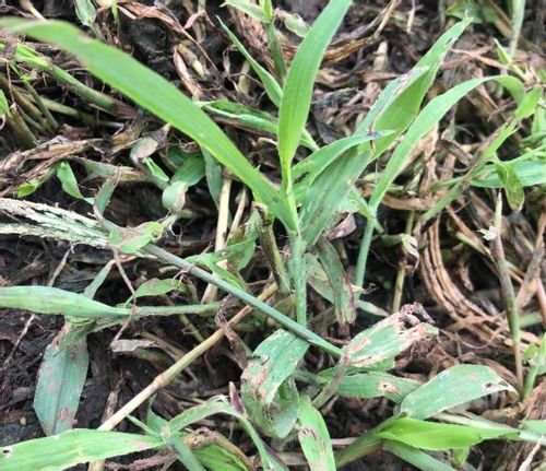 メヒシバとは 駆除や予防方法 オヒシバとの見分け方は Greensnap グリーンスナップ メヒシバとは 駆除や予防方法 オヒシバとの見分け方は Greensnap グリーンスナップ