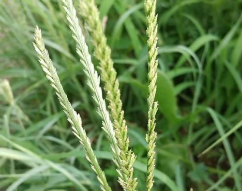 オヒシバとは おすすめの除草剤や予防 対策は Greensnap グリーンスナップ オヒシバとは おすすめの除草剤や予防 対策は Greensnap グリーンスナップ
