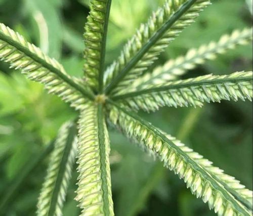 オヒシバとは おすすめの除草剤や予防 対策は Greensnap グリーンスナップ オヒシバとは おすすめの除草剤や予防 対策は Greensnap グリーンスナップ