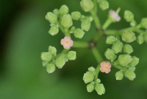 ヤブカラシとは 花の特徴や食べ方 駆除は除草剤がおすすめ Greensnap グリーンスナップ