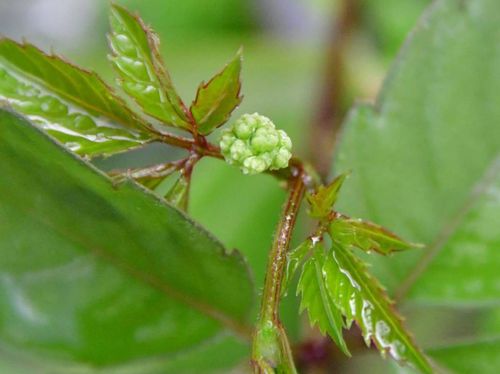 ヤブカラシとは 花の特徴や食べ方 駆除は除草剤がおすすめ Greensnap グリーンスナップ