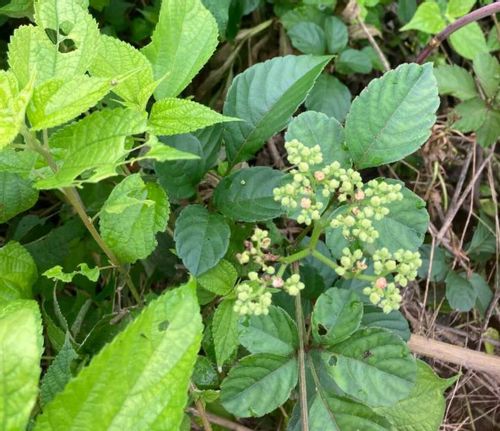 ヤブカラシとは 花の特徴や食べ方 駆除は除草剤がおすすめ Greensnap グリーンスナップ