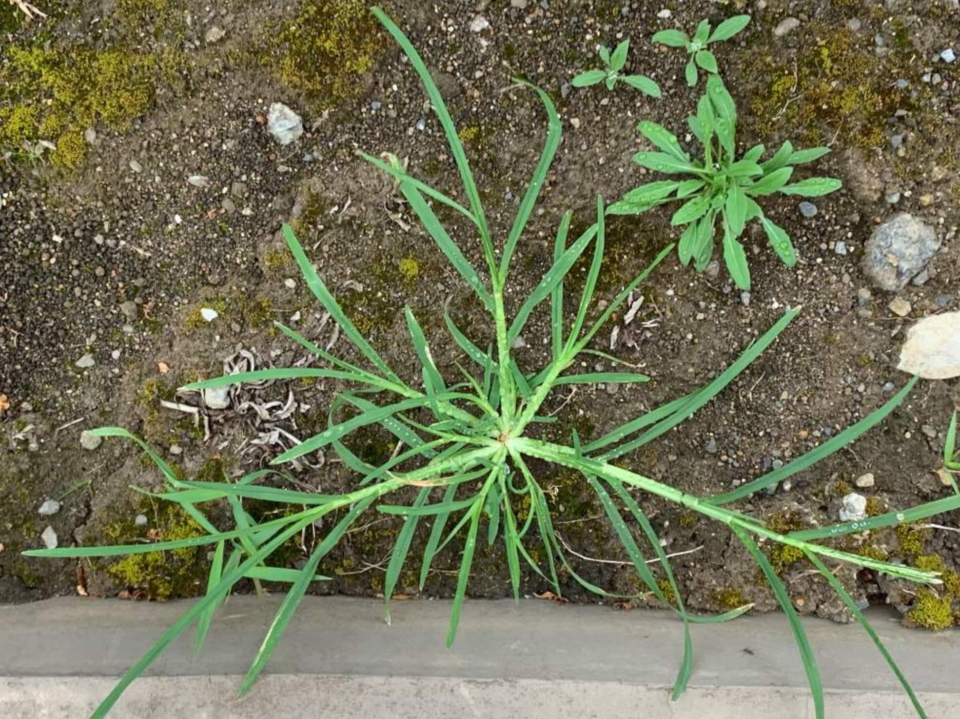 オヒシバとは おすすめの除草剤や予防 対策は Greensnap グリーンスナップ
