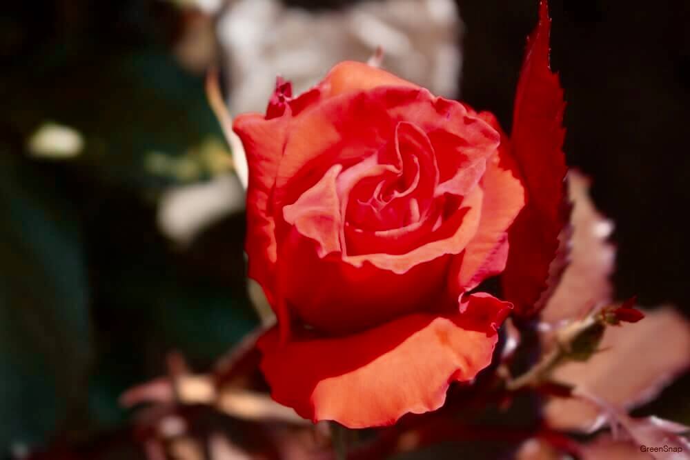 愛の花言葉をもつ花一覧 恋愛や片想い 初恋の好きな気持ちが伝わる花は Greensnap グリーンスナップ