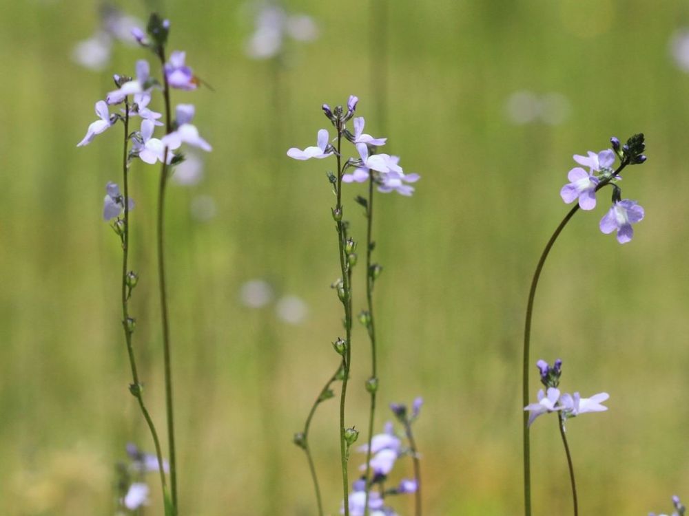 マツバウンラン