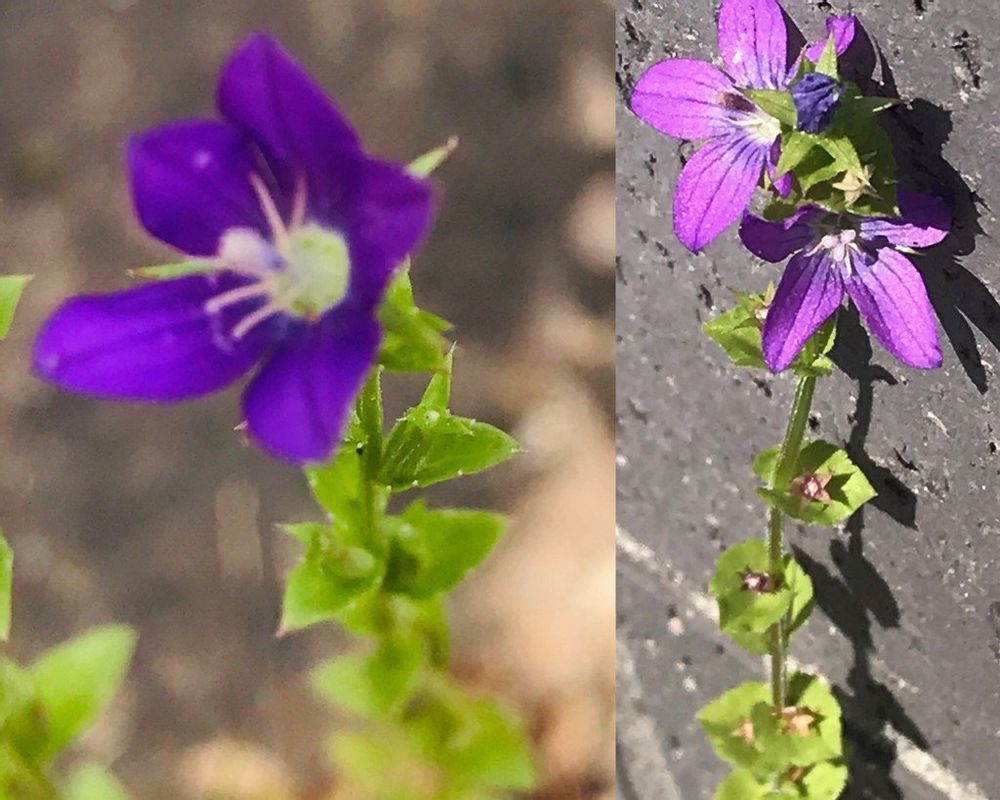 ヒナキキョウソウ