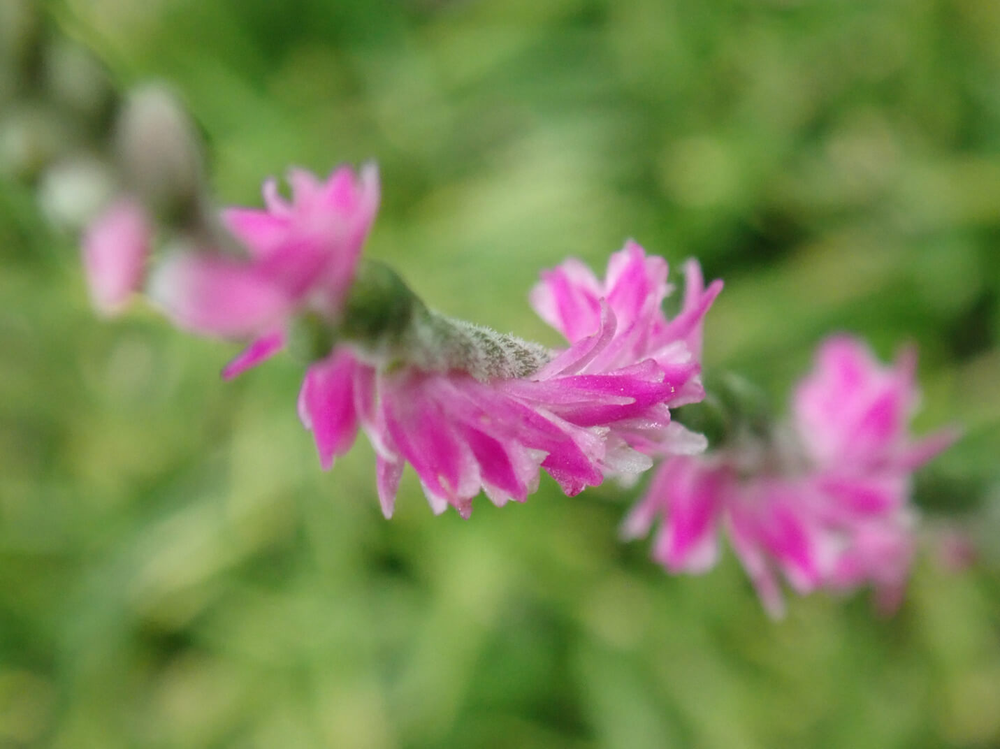 ネジバナ 捩花 とは 似た花の種類や特徴は 雑草なの Greensnap グリーンスナップ