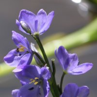 コナギの育て方｜種まきの時期やコツは？どんな花を咲かせる？の画像