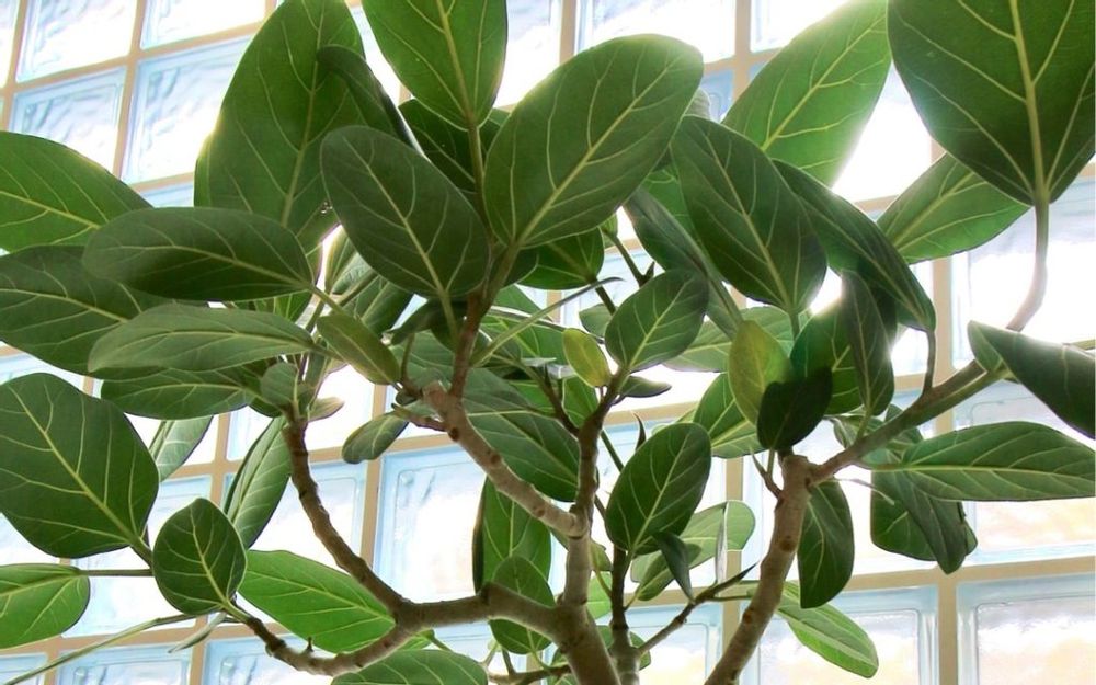 フィカス・ベンガレンシス