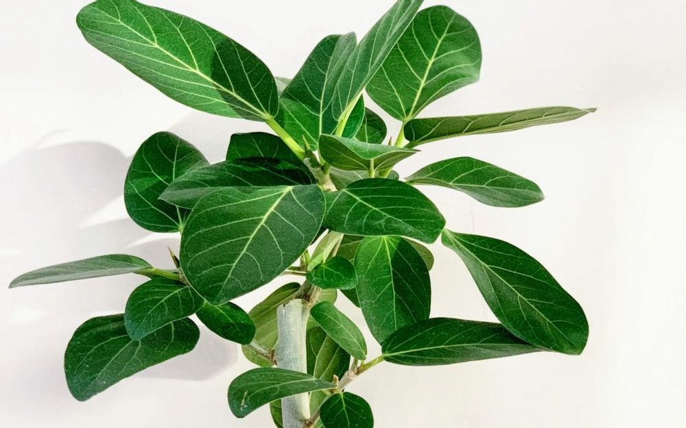 フィカス・ベンガレンシス