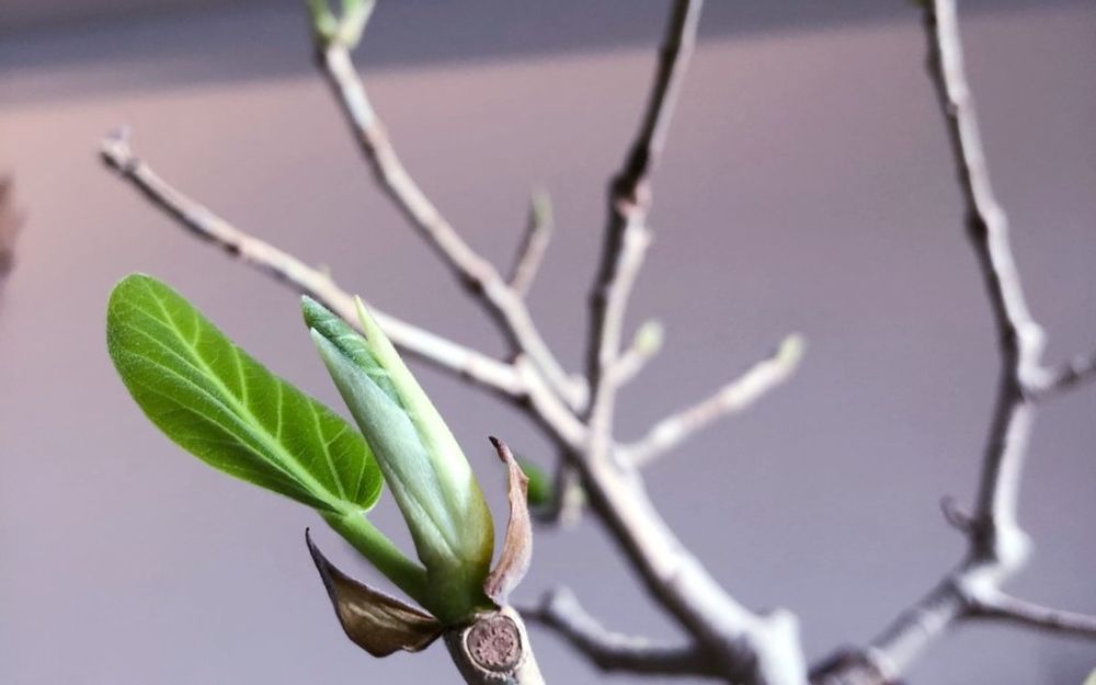 フィカス・ベンガレンシス