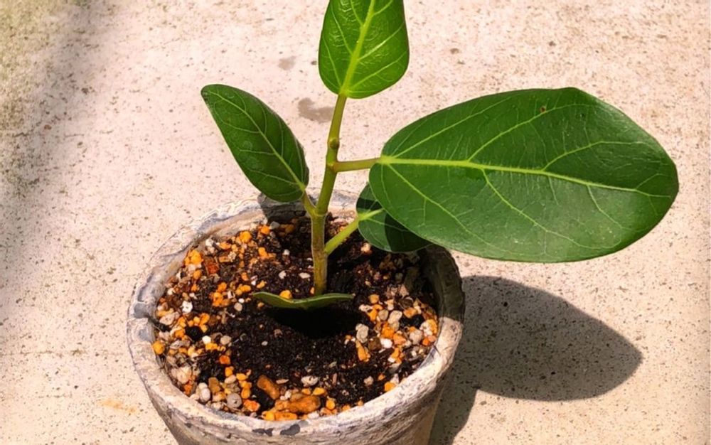 フィカス・ベンガレンシス