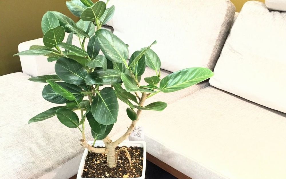 フィカス・ベンガレンシス