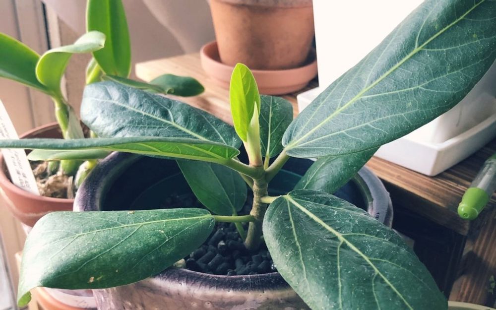 フィカス・ベンガレンシス