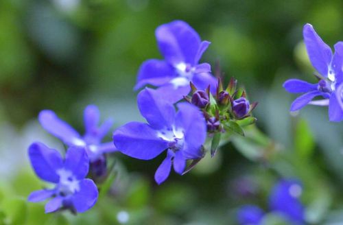 ロベリアの花言葉 花の特徴や種類 怖い意味もある Greensnap グリーンスナップ