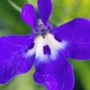 モロヘイヤの花言葉 種類や特徴 家庭菜園でおすすめ Greensnap グリーンスナップ モロヘイヤの花言葉 種類や特徴 家庭菜園でおすすめ Greensnap グリーンスナップ