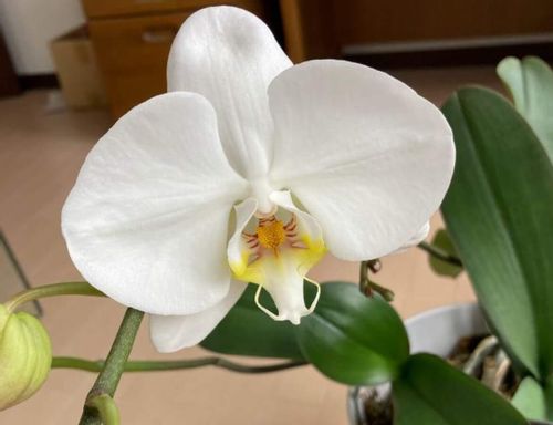 胡蝶蘭の肥料 選び方や使い方 与えるときの注意点は Greensnap グリーンスナップ