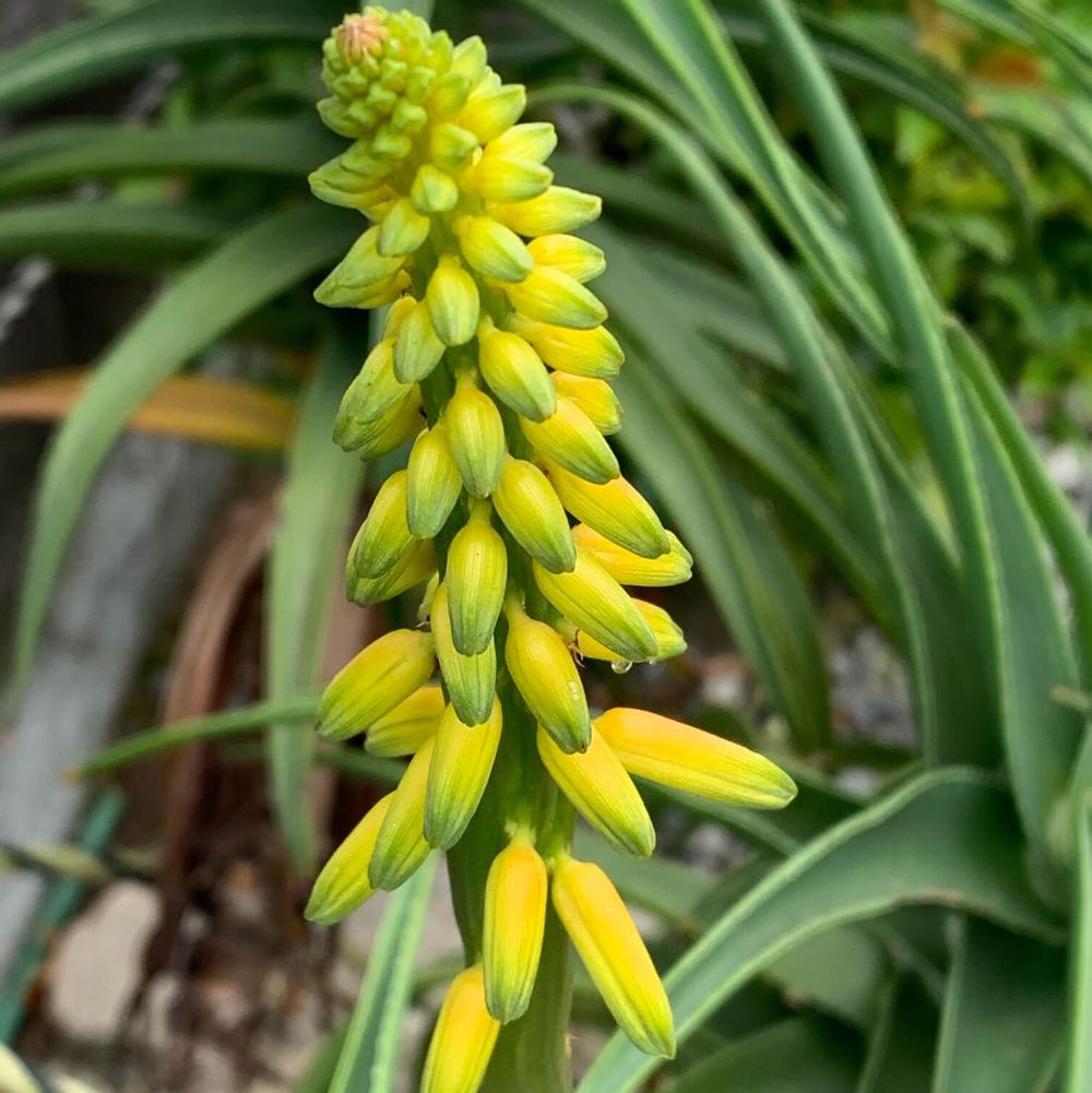 アロエベラの花