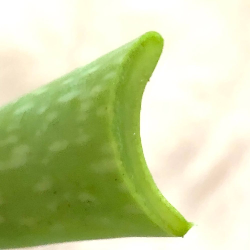 アロエベラ断面