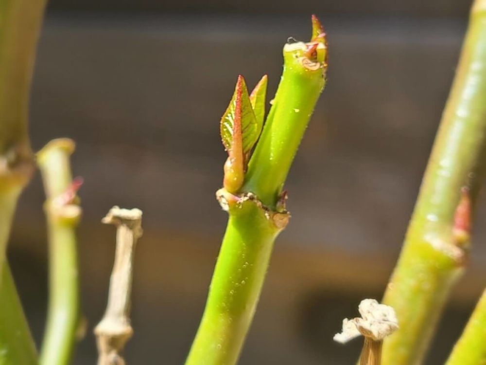 ポインセチア　節　新芽　成長点