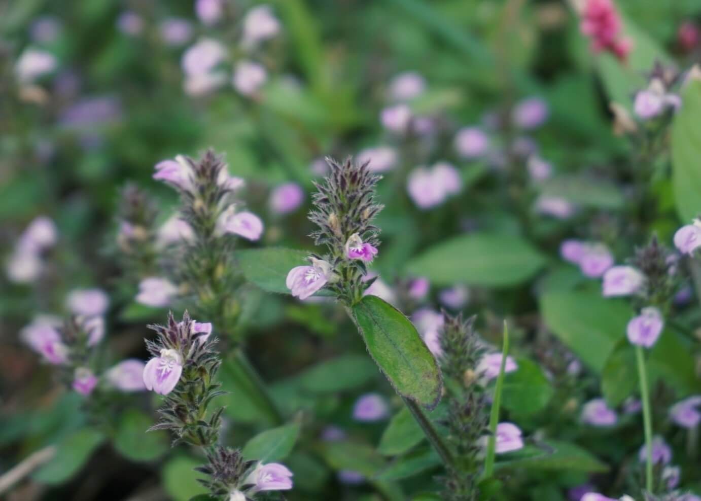 キツネノマゴとは 花言葉や由来 花の特徴は 似た花との見分け方は Greensnap グリーンスナップ