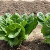 レタスの病気と害虫｜虫の種類や症状、予防と対策は？の画像