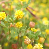 コメツブツメクサの育て方｜種まきの時期はいつ？特徴的な花びらとは？の画像