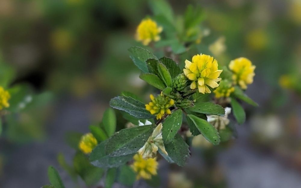 コメツブツメクサ