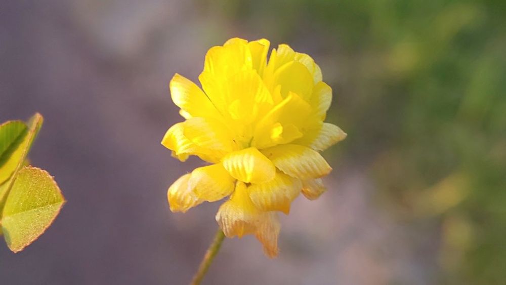 コメツブツメクサ