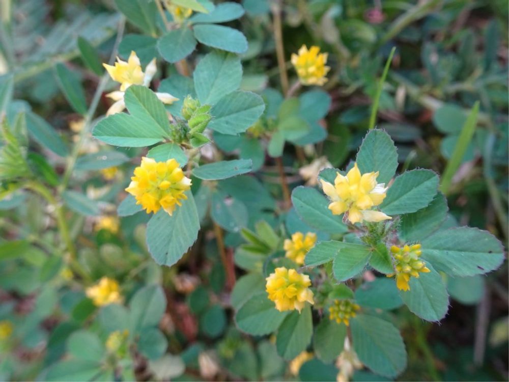 コメツブツメクサ