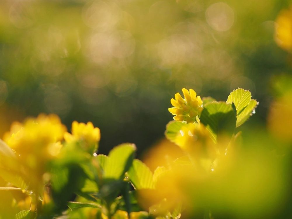 コメツブツメクサ