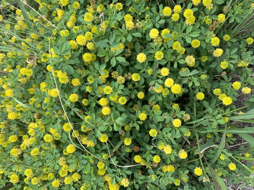 コメツブツメクサ