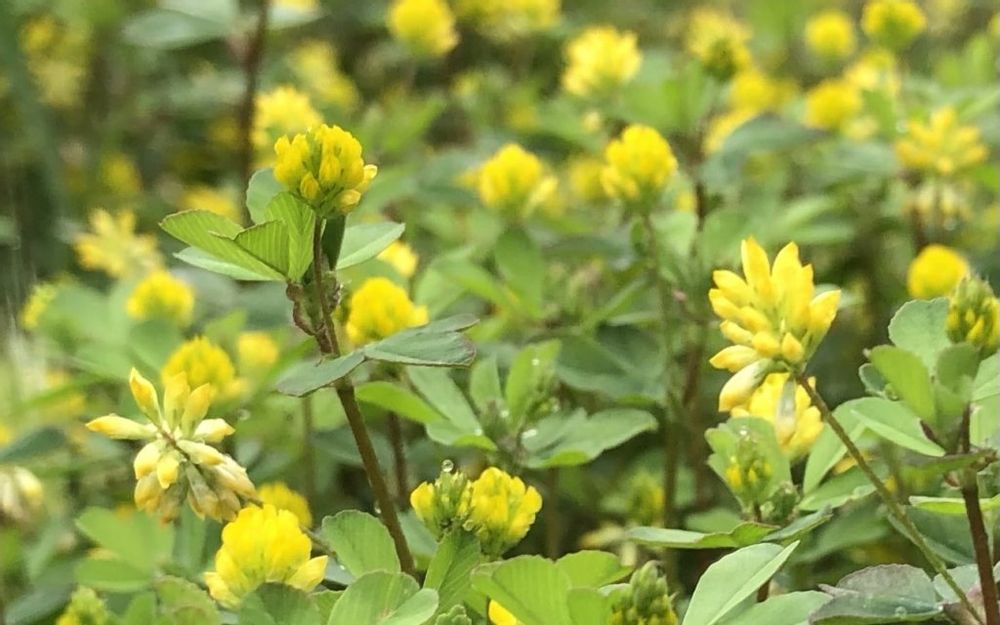 コメツブツメクサ