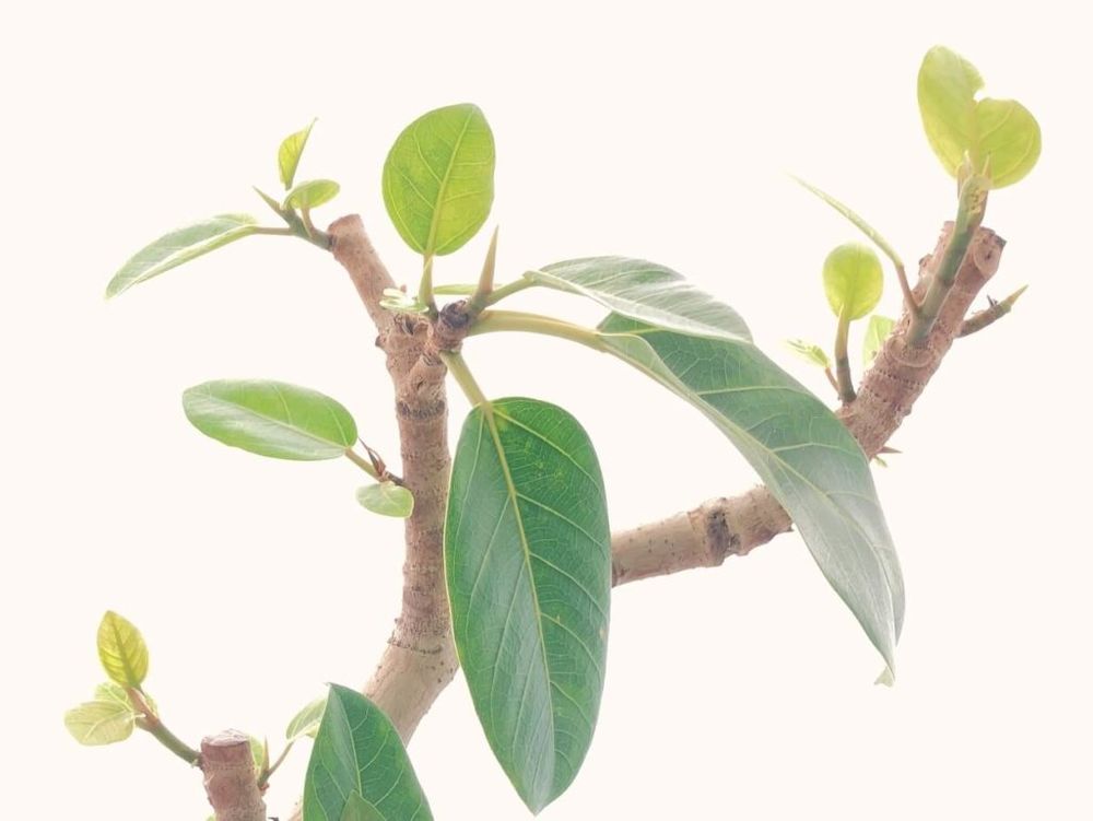 フィカス・アルテシマ　鉢植え　葉