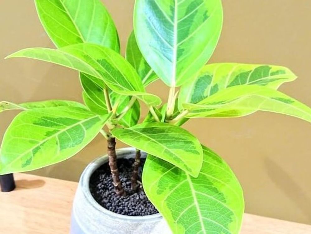 フィカス・アルテシマ　鉢植え　葉