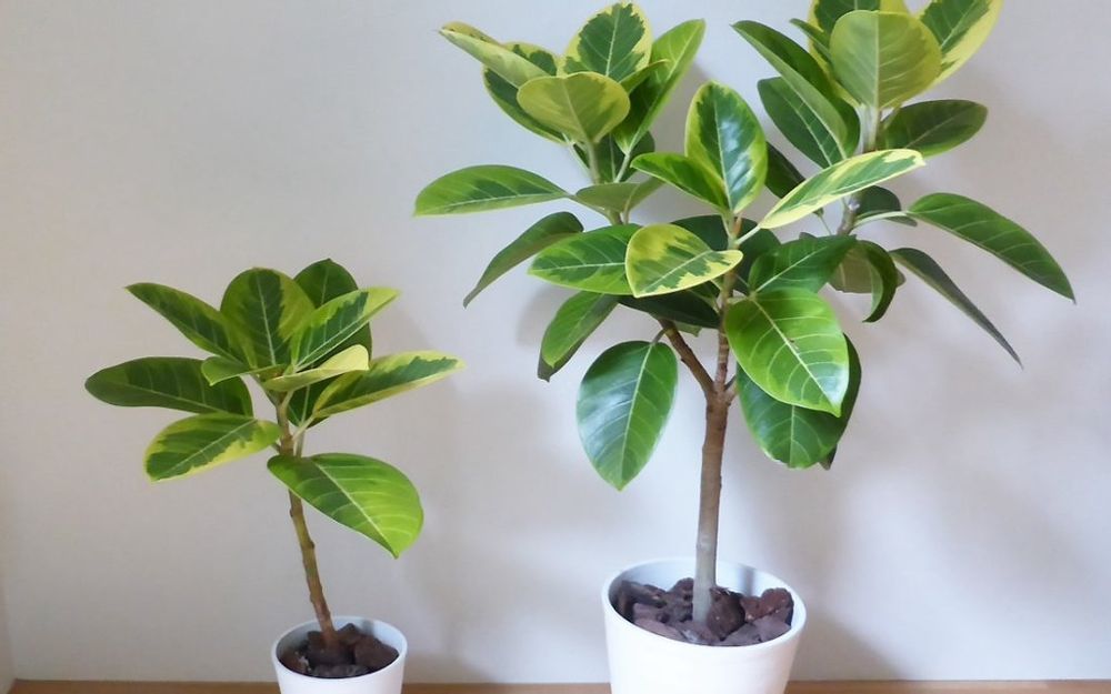 フィカス・アルテシマ　鉢植え　葉