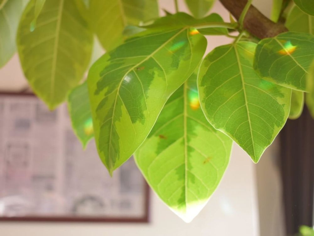 フィカス・アルテシマ　葉　日光