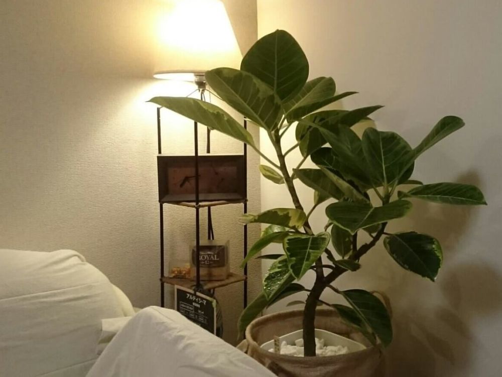 フィカス・アルテシマ　鉢植え