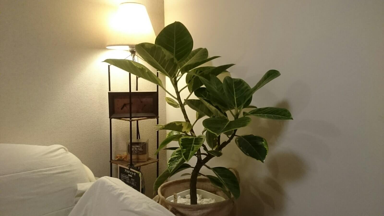 フィカス アルテシマの育て方 剪定の時期やコツは 挿し木のポイントとは Greensnap グリーンスナップ