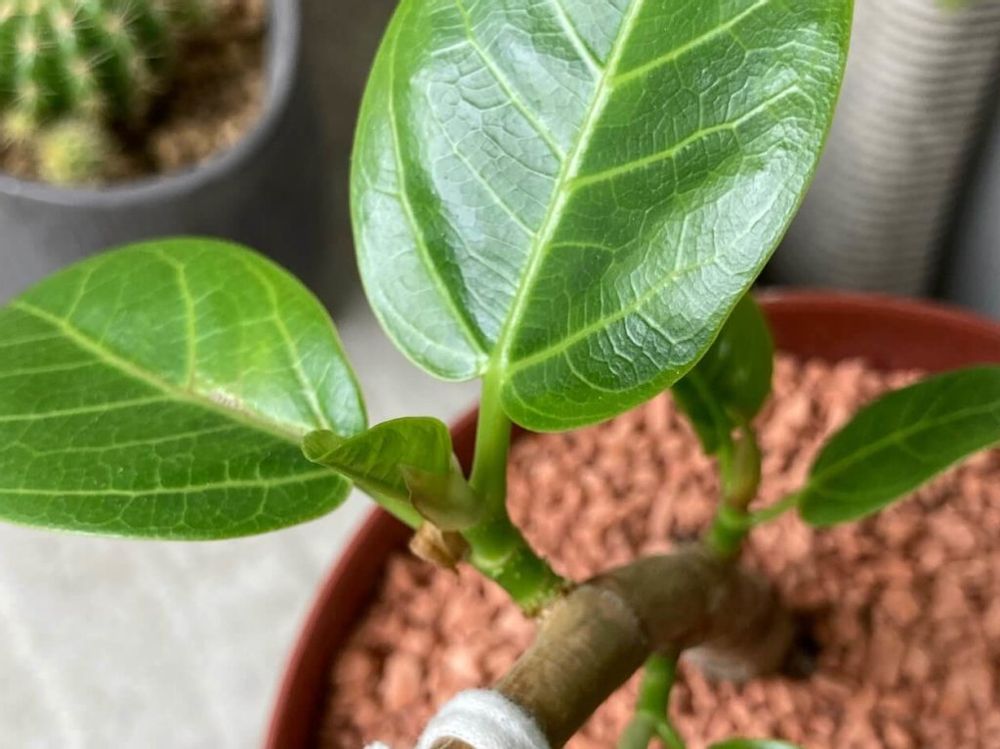 フィカス・アルテシマ　鉢植え　葉